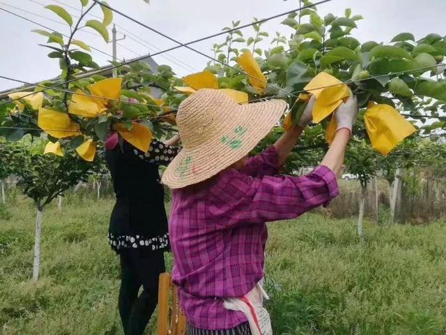 @公安人！有个梨园，在树下养鸡鸭鹅！每天还有蛋可以捡-13.jpg